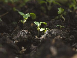 baby plants growing in soil