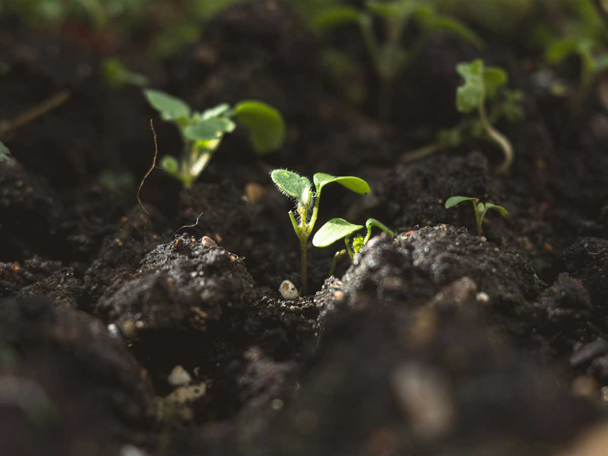 baby plants growing in soil