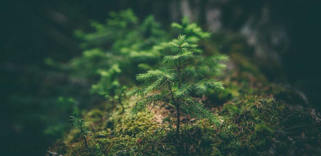 new-tree-growth-in-forest-matthew-smith-Rfflri94rs8-unsplash