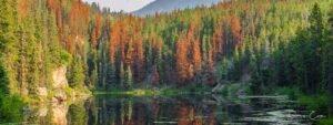 pine beetle killed trees on lake edge darryn epp photography