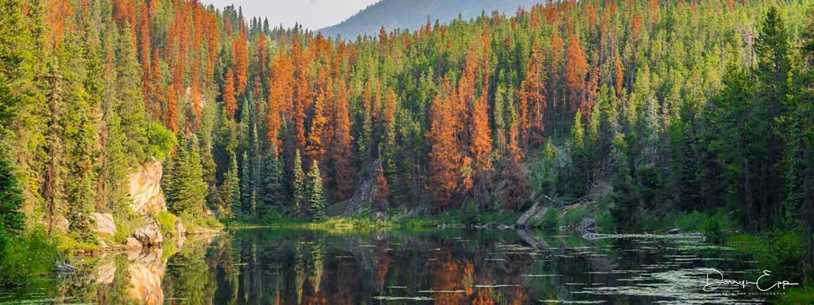 pine beetle killed trees on lake edge darryn epp photography